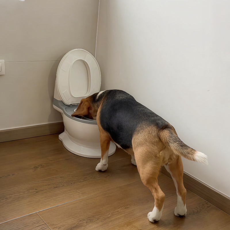 Pet Feeders - 2026 Nuova Ciotola Divertente e Creativa