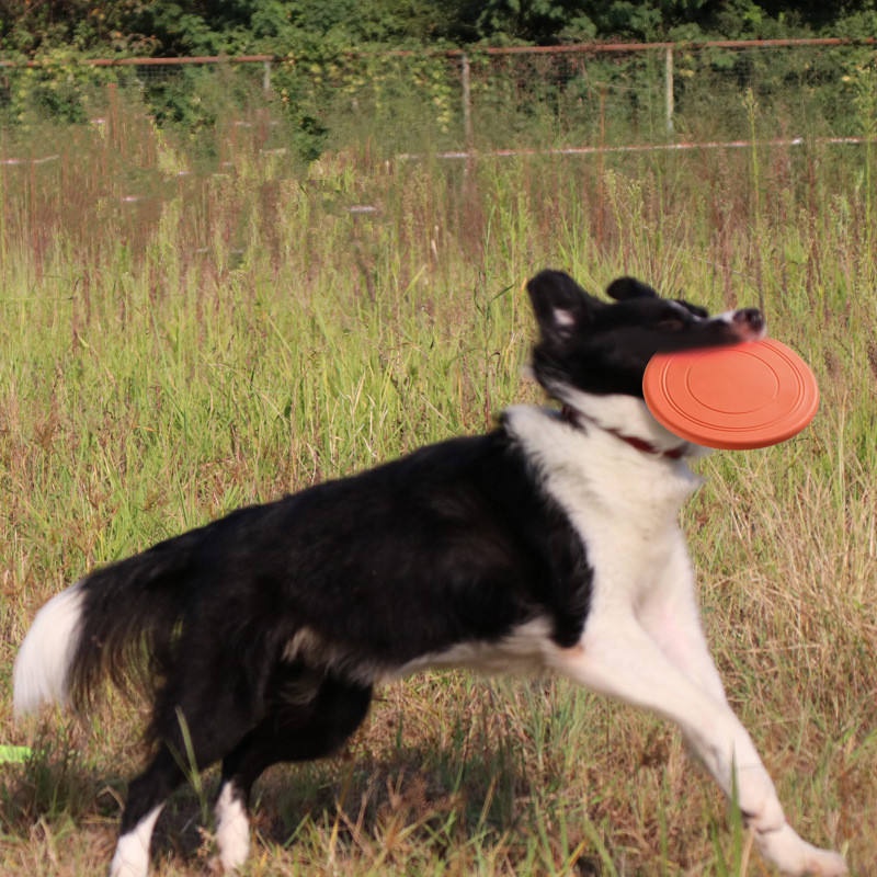 Giocattolo per animali domesti - Flying Disc Dog Training Toy recensione e prezzo